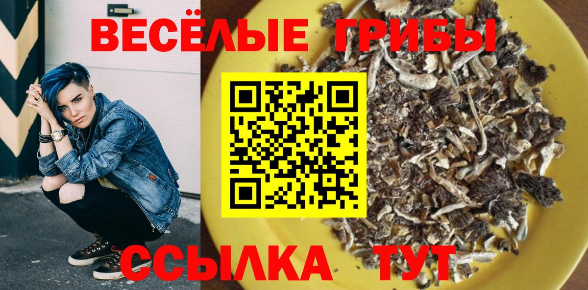 Галлюциногенные грибы Psilocybe Курчалой